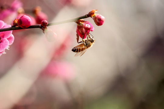 蜂恋花