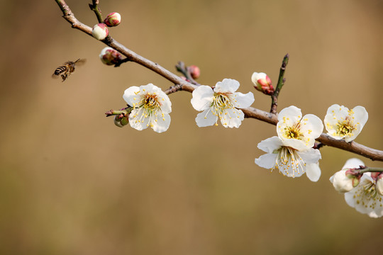 蜂恋花