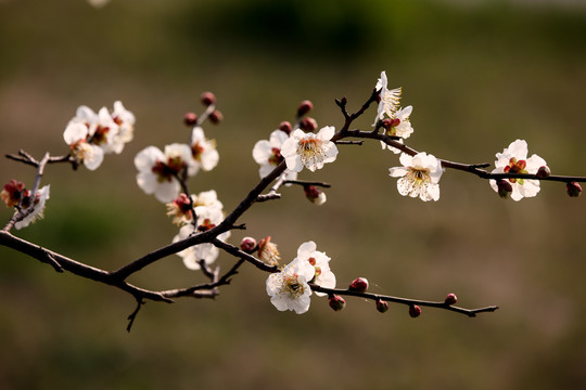 梅花枝