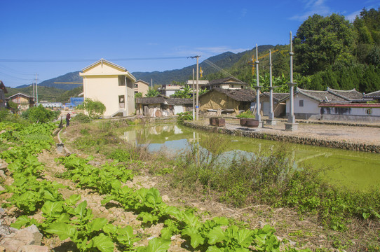 官洋村菜地水塘祠堂