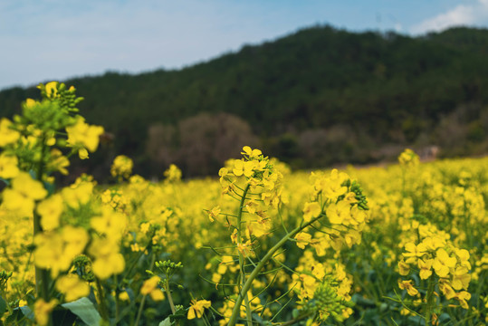 油菜花