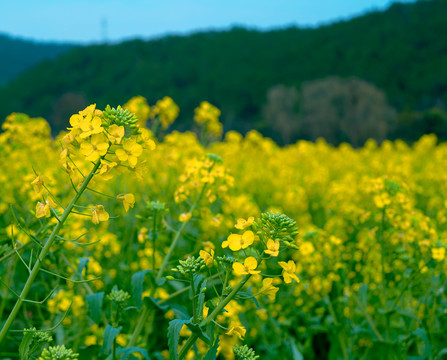 油菜花