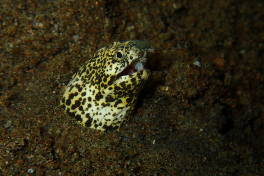 海底生物