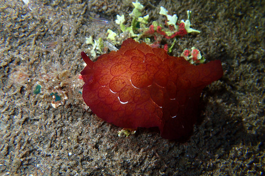 海底生物