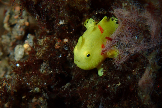 海底生物