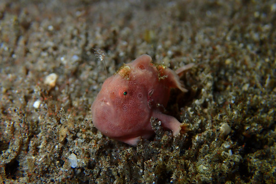 海底生物