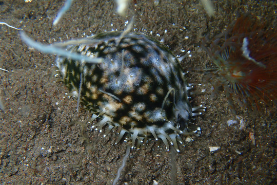 海底生物