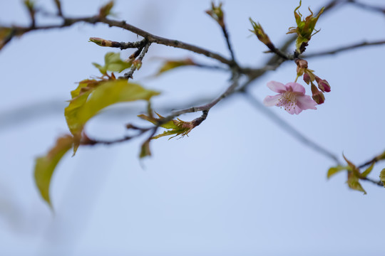 樱花