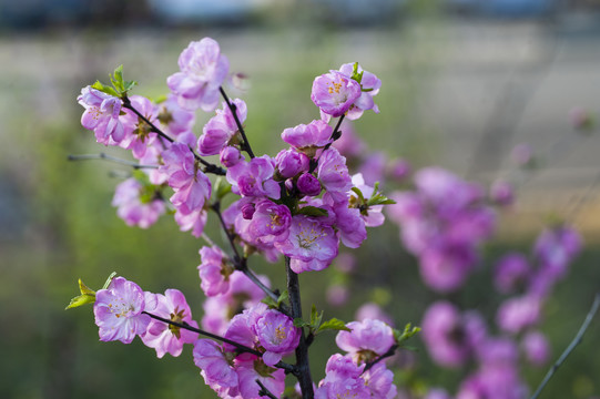 花卉