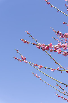 春季盛开的梅花