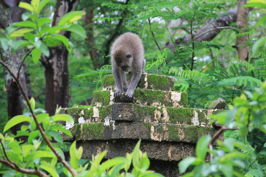 印尼巴厘岛古建筑上的猴子