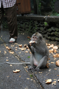 印尼巴厘岛情人崖的野生猕猴