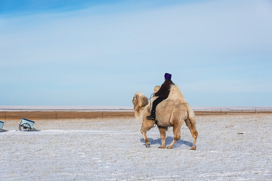 雪地雪原骑骆驼