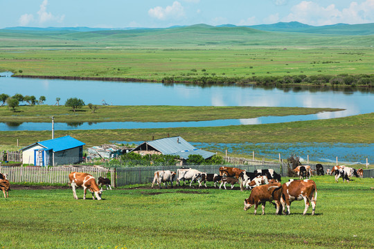 草原河流牛群民居