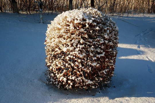圆形树白雪阳光
