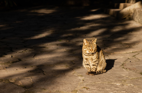 猫