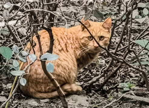 野猫