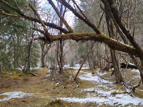 雪与枯木