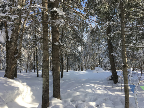 中国东北雪林