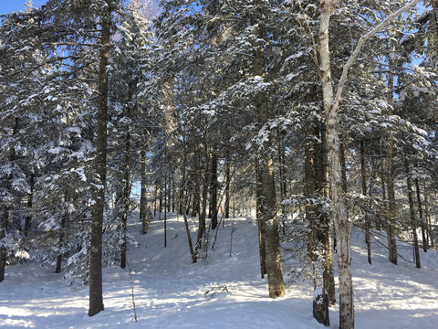 中国东北雪林