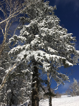 中国东北雪林