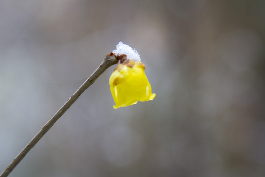 雪中腊梅