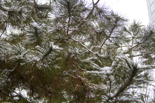 雪景