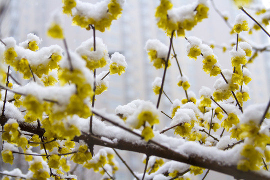 雪中腊梅