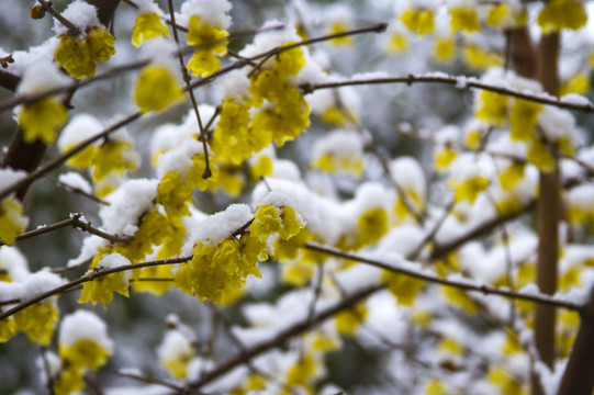 雪中腊梅