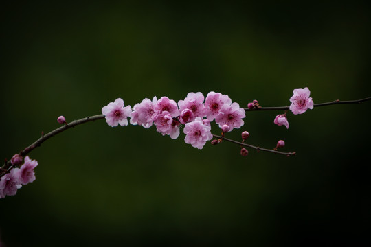 美人梅