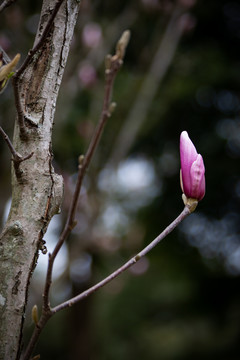 玉兰花