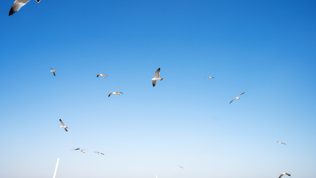 一群海鸥