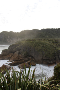 千层饼岩薄饼岩植物