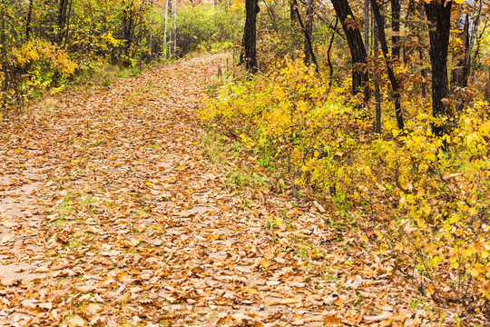 秋季森林小路落叶黄叶