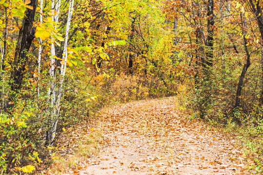 秋季树林道路落叶