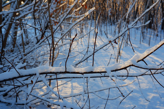 雪地树林阳光