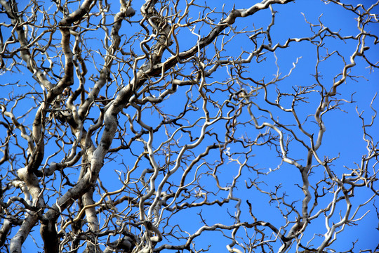 蓝天下弯曲的树枝