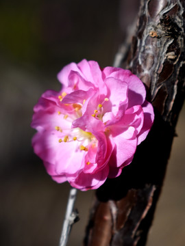 桃花特写