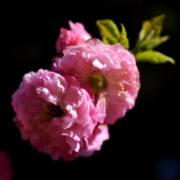 桃花绽放