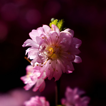 桃花特写