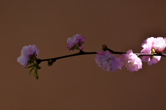 桃花枝