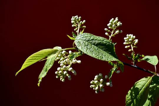 非洲腊肠树