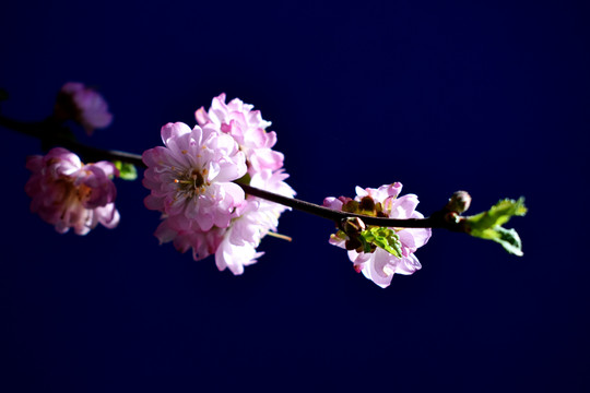 桃花盛开