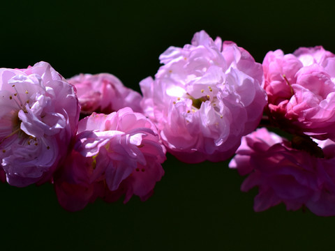 桃花