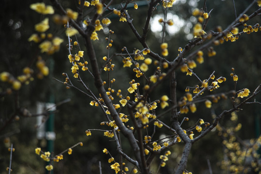 蜡梅