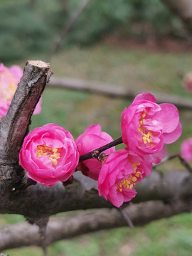 樱花特写