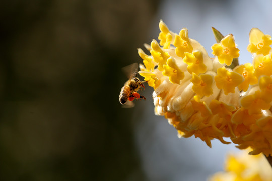 蜜蜂蜜蜂
