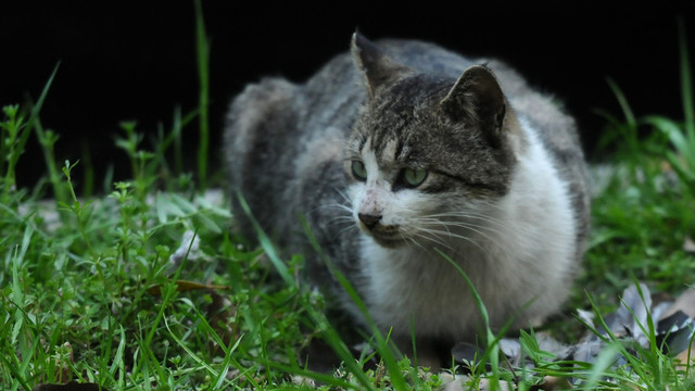 花猫