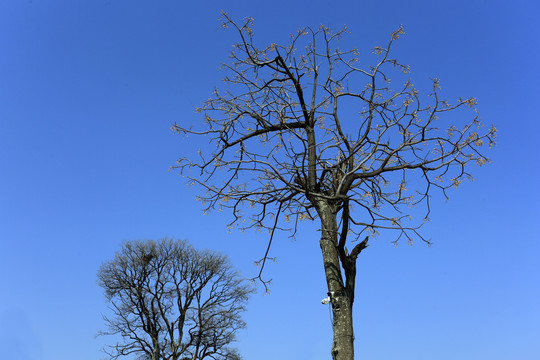 蓝天下的大树小树