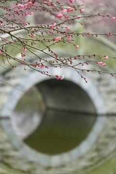 长沙橘子洲的梅花